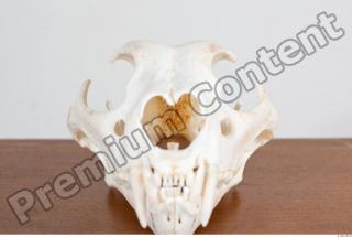 Skull photo reference 0020
